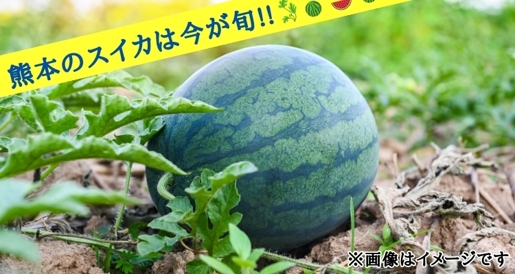 ５月が旬！熊本県産すいか（全国配送） メインビジュアル画像