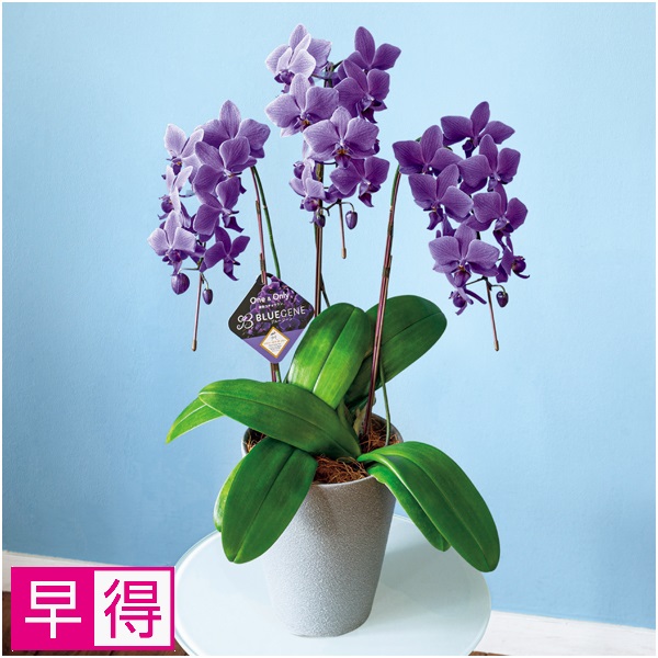 【早得】石原産業 胡蝶蘭「BLUE GENE（ブルージーン）」3本立（SUSTEE付）【父の日】 商品サムネイル