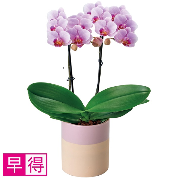【早得】椎名洋ラン園 ミディ胡蝶蘭「ココロ」2本立（SUSTEE付）【父の日】 商品サムネイル