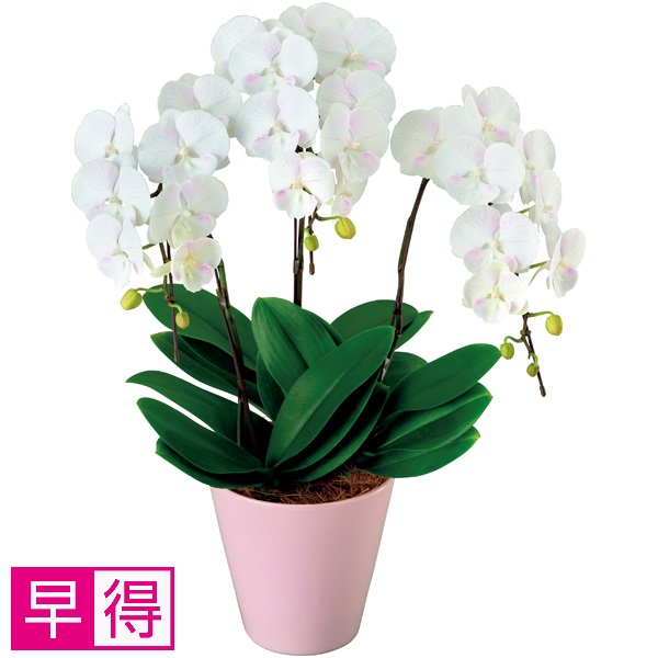 【早得】椎名洋ラン園 ミディ胡蝶蘭「天使のはごろも」3本立（SUSTEE付）【父の日】 商品サムネイル