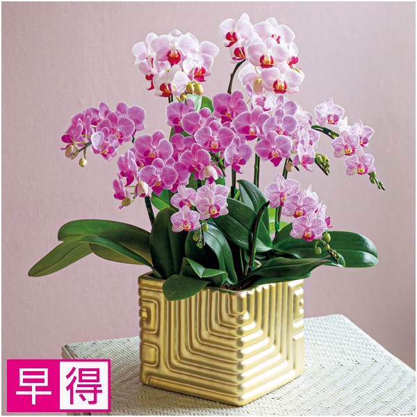 【早得】リーフ 胡蝶蘭10本立（SUSTEE付）【父の日】 商品サムネイル