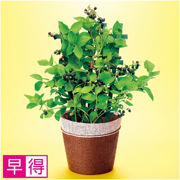 【早得】万花園 実付きブルーベリー（SUSTEE付）【父の日】 商品サムネイル