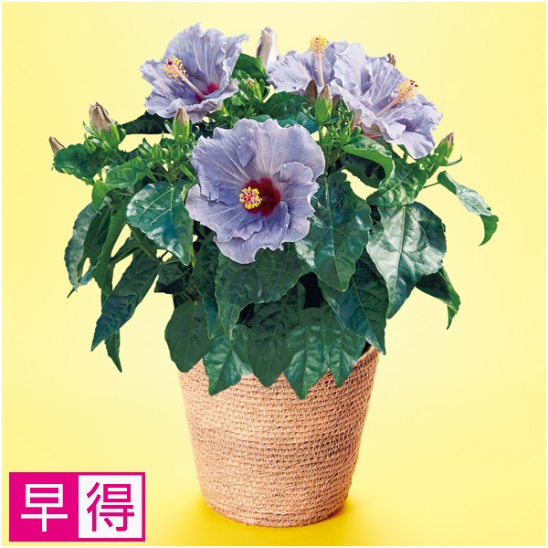 【早得】紅和園 ブルーハイビスカス「ロングライフ・ケイト」（SUSTEE付）【父の日】 商品サムネイル