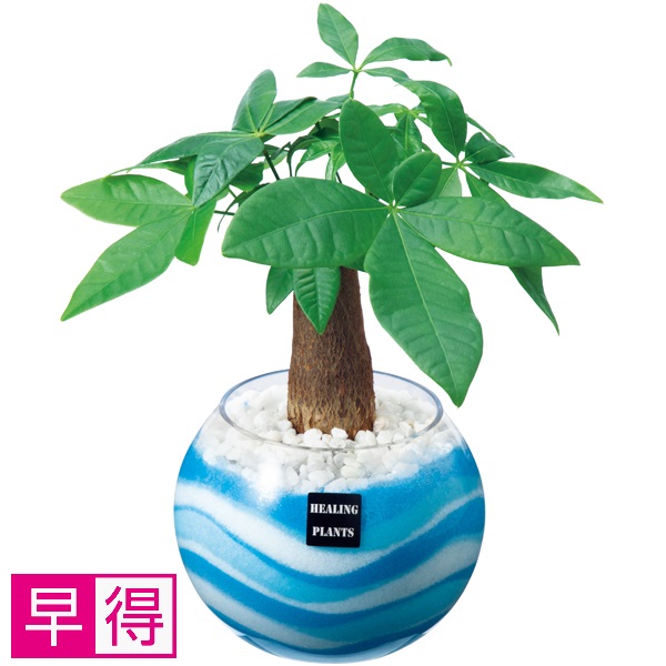 【早得】阿部園芸 パキラカラーサンド植え 商品サムネイル