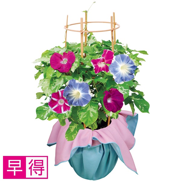 【早得】日本朝顔（SUSTEE付） 商品サムネイル