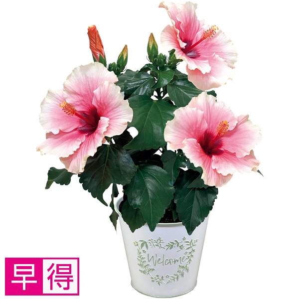 【早得】紅和園 ハイビスカス「グレイス」（SUSTEE付） 商品サムネイル