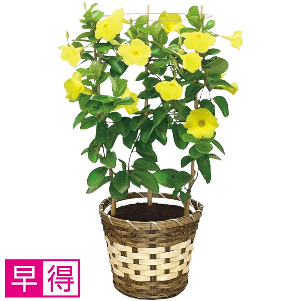 【早得】岡本農園 マンデビラ（SUSTEE付） 商品サムネイル