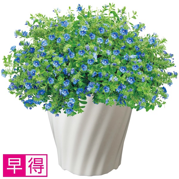 【早得】タカハシプランテーション エボルブルス「ブルーラグーン」（SUSTEE付） 商品サムネイル