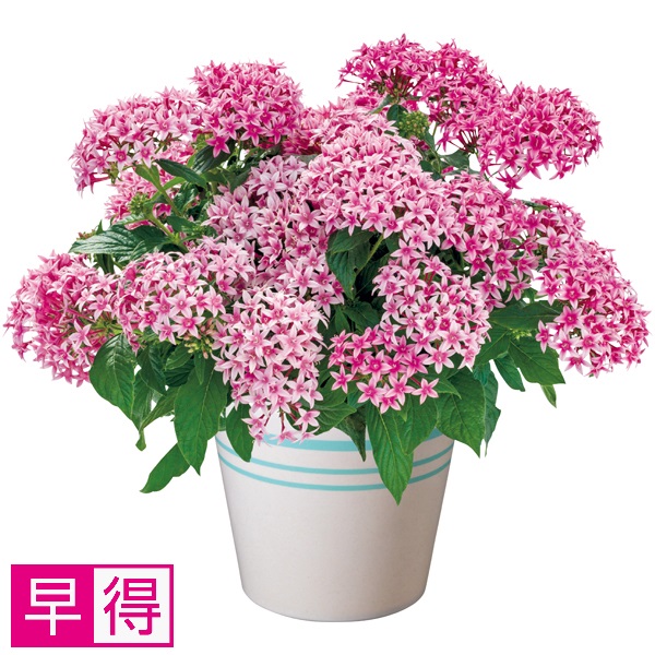 【早得】タカハシプランテーション ペンタス「フラーティピンク」（SUSTEE付） 商品サムネイル