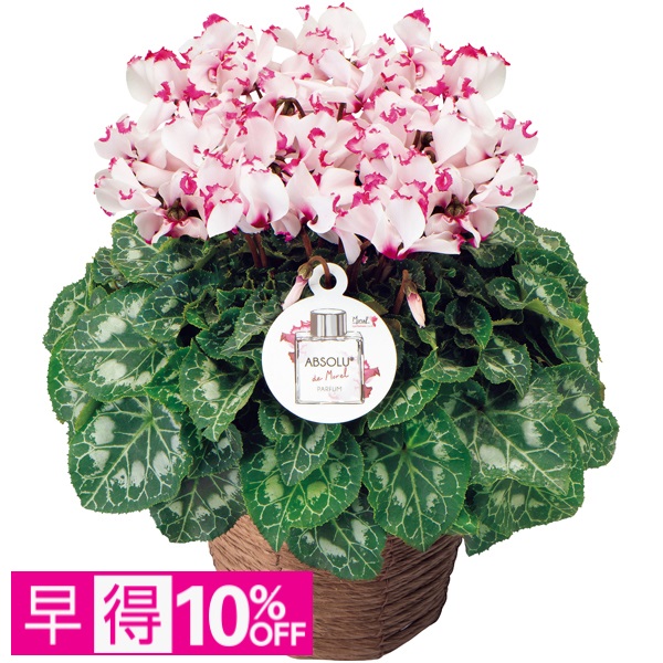 【早得】登坂園芸 シクラメン「アブソリュ・ドゥ・モレル」（SUSTEE付） 商品サムネイル