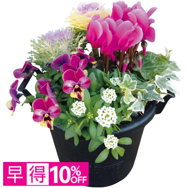 【早得】花の海 冬の寄せ植え「Winter Garden」（SUSTEE付） 商品サムネイル