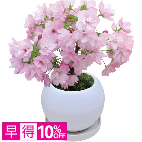 【早得】フローラル・プロダクツ テーブル盆栽「旭山桜」 商品サムネイル