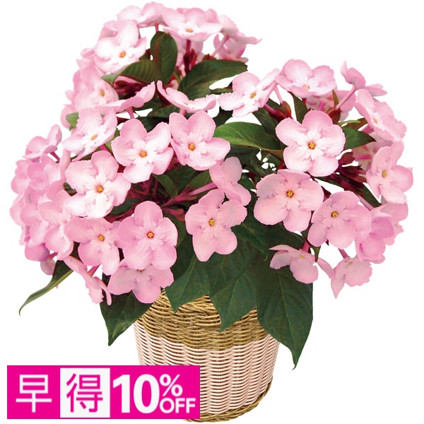 【早得】登坂園芸 におい桜「COCO」（SUSTEE付） 商品サムネイル