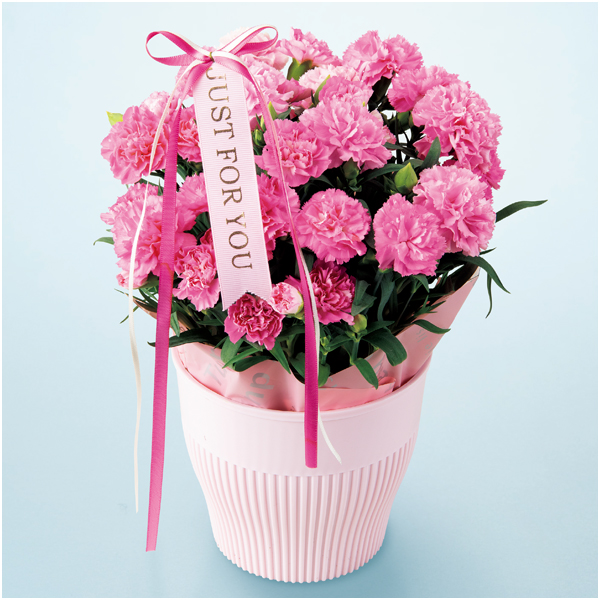 【早得】アサミグリーンプランツ カーネーション「ホットハート」(SUSTEE付)+和泉屋 カステラ「綺麗菓」【母の日】 商品画像(3)