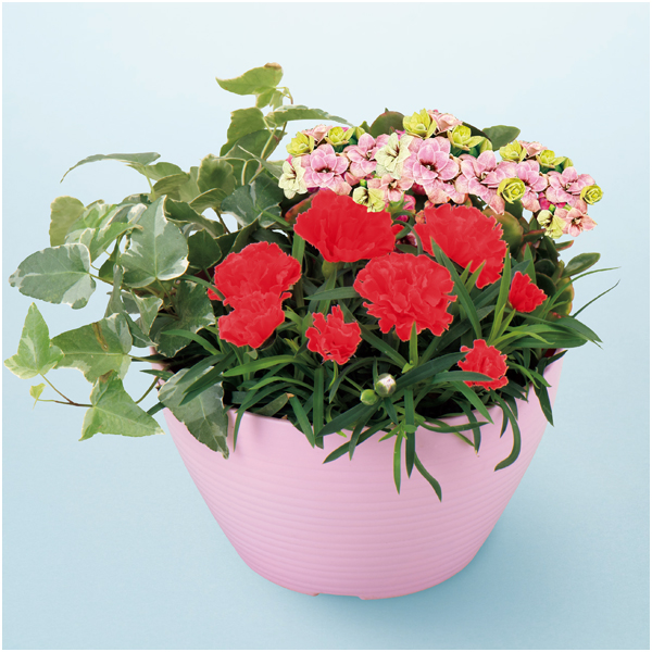 【早得】アサミグリーンプランツ カーネーションの寄せ植え(SUSTEE付)+文明堂 月三笠2個入【母の日】 商品画像(3)