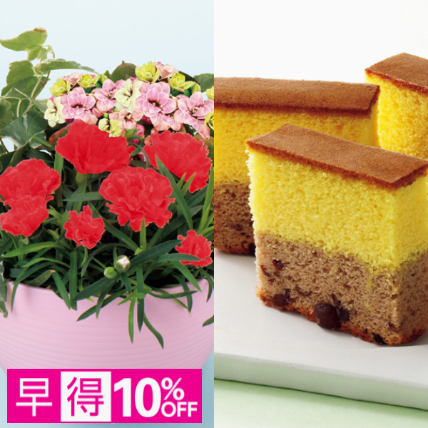 【早得】アサミグリーンプランツ カーネーションの寄せ植え（SUSTEE付）＋和泉屋 カステラ「綺麗菓」【母の日】 商品サムネイル