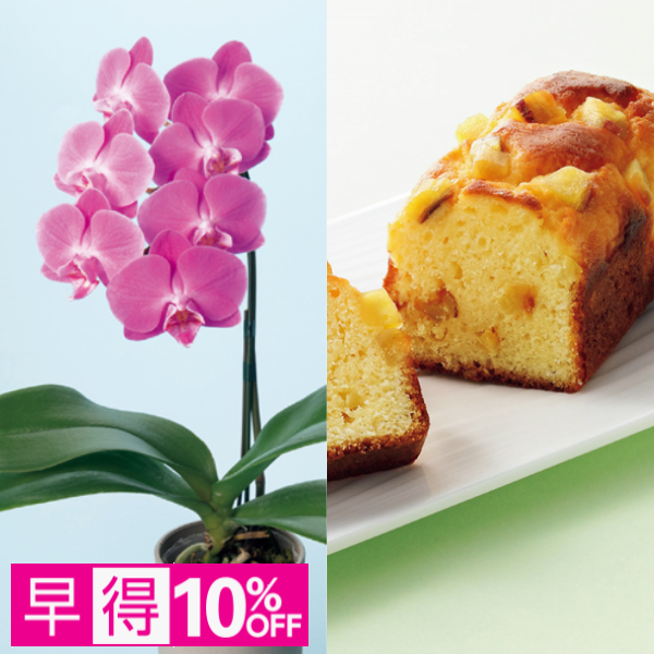 【早得】リーフ ミディ胡蝶蘭「ペニー」（SUSTEE付）＋東京堂 芋パウンドケーキ【母の日】 商品サムネイル