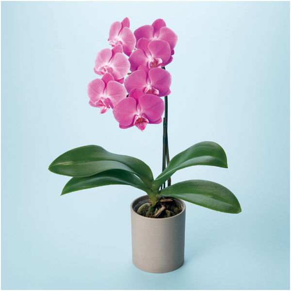 【早得】リーフ ミディ胡蝶蘭「ペニー」(SUSTEE付)+東京堂 芋パウンドケーキ【母の日】 商品画像(3)