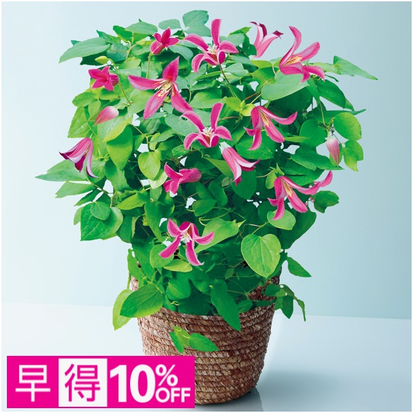 【早得】フローラハシモト クレマチス「プリンセスダイアナ」（SUSTEE付）【母の日】 商品サムネイル