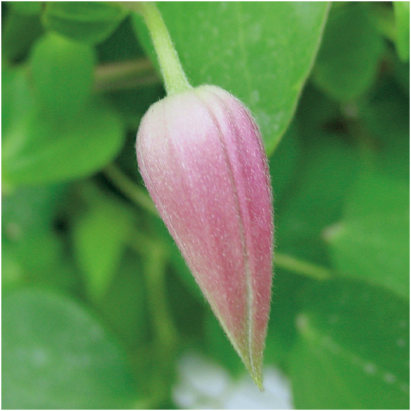 【早得】フローラハシモト クレマチス「プリンセスダイアナ」(SUSTEE付)【母の日】 商品画像(1)