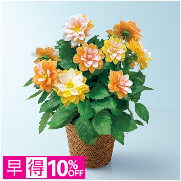 【早得】矢祭園芸 ダリア「グランデ・キャラメル」（SUSTEE付）【母の日】 商品サムネイル