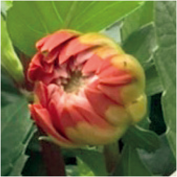 【早得】矢祭園芸 ダリア「グランデ・キャラメル」(SUSTEE付)【母の日】 商品画像(1)