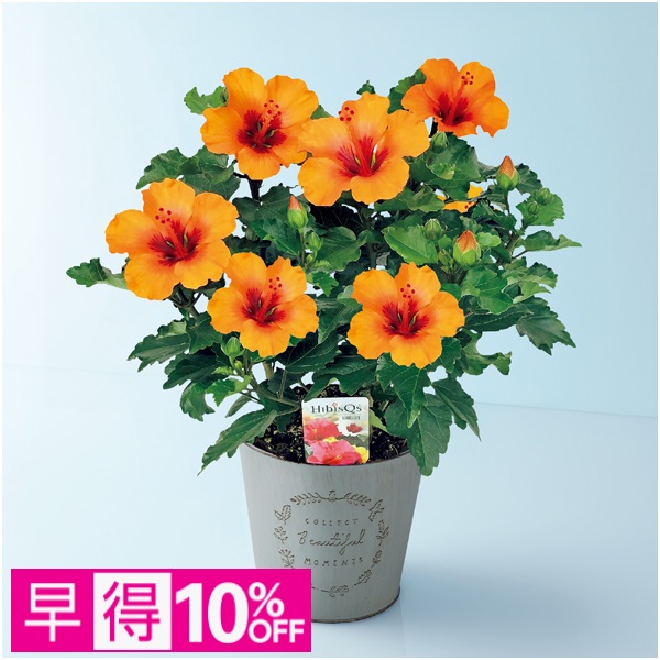 【早得】紅和園 ハイビスカス「プチオレンジ」（SUSTEE付）【母の日】 商品サムネイル