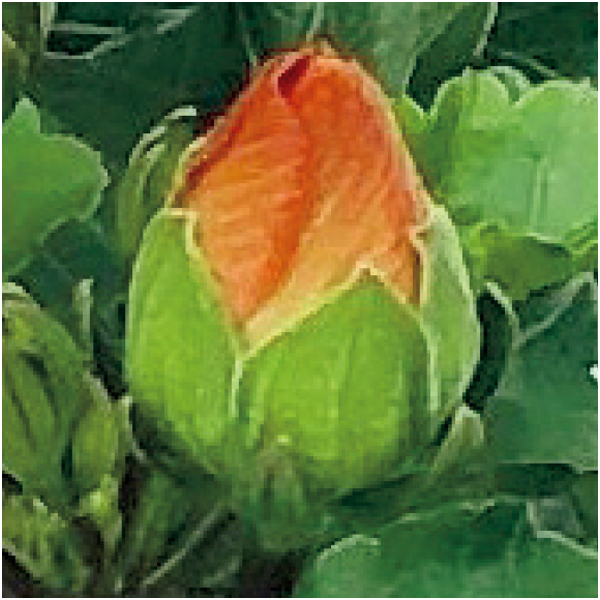 【早得】紅和園 ハイビスカス「プチオレンジ」(SUSTEE付)【母の日】 商品画像(1)