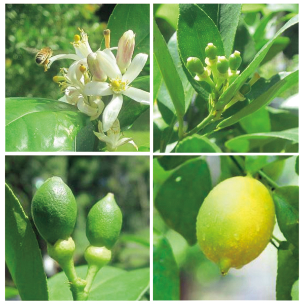 【早得】水澤園芸 レモンの木「サイパン」(SUSTEE付)【父の日】 商品画像(1)