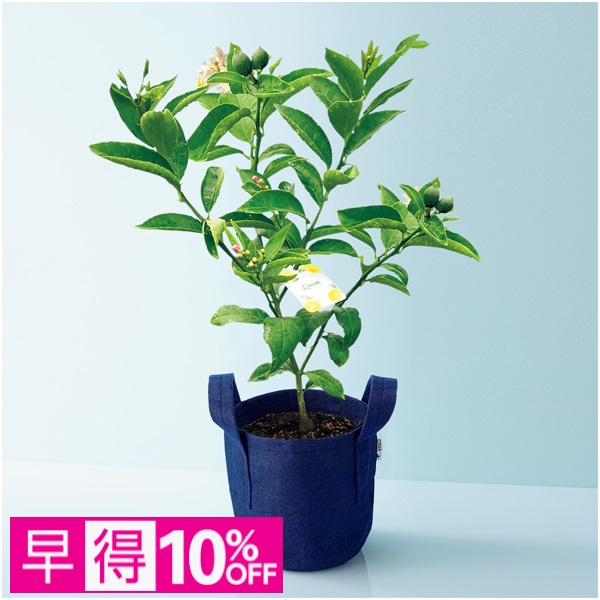 【早得】水澤園芸 レモンの木「サイパン」（SUSTEE付）【母の日】 商品サムネイル