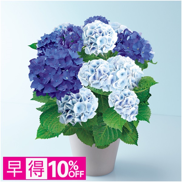 【早得】緑海園芸 あじさい「2色植え」（SUSTEE付）【母の日】 商品サムネイル
