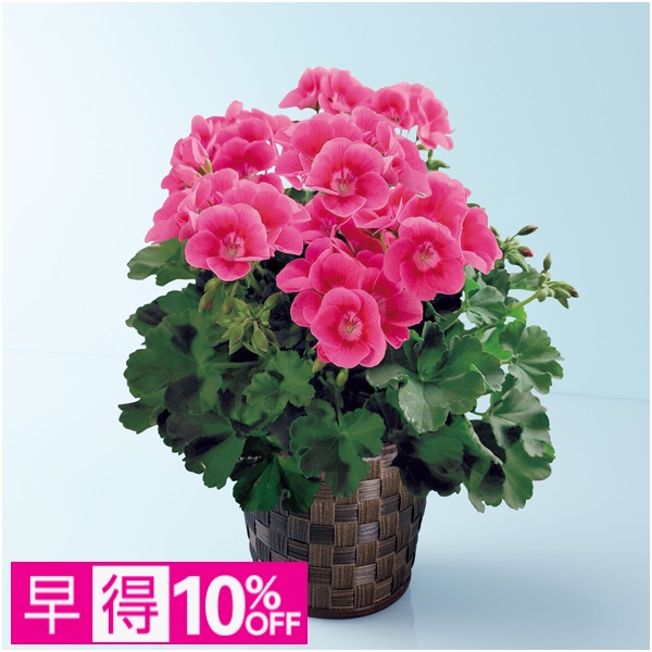 【早得】多田園芸 ゼラニューム「プリティリトルピンク」（SUSTEE付）【母の日】 商品サムネイル