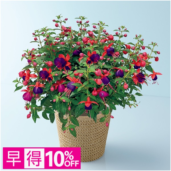 【早得】田中園芸 フクシア「ジョリーズ・ナンテス」（SUSTEE付）【母の日】 商品サムネイル