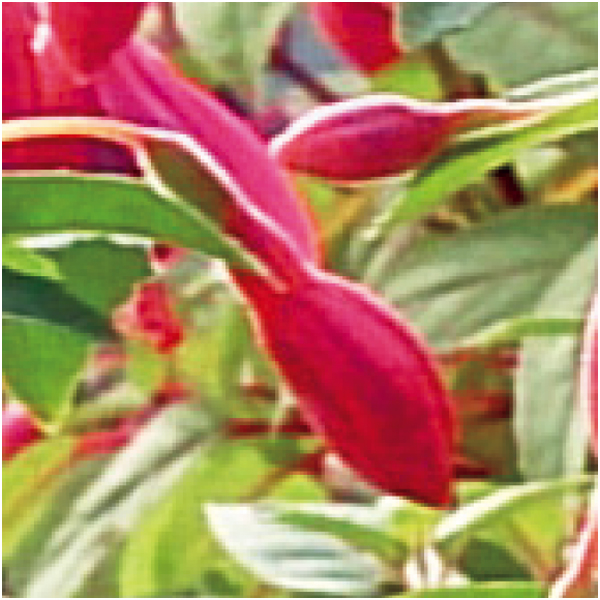 【早得】田中園芸 フクシア「ジョリーズ・ナンテス」(SUSTEE付)【母の日】 商品画像(1)