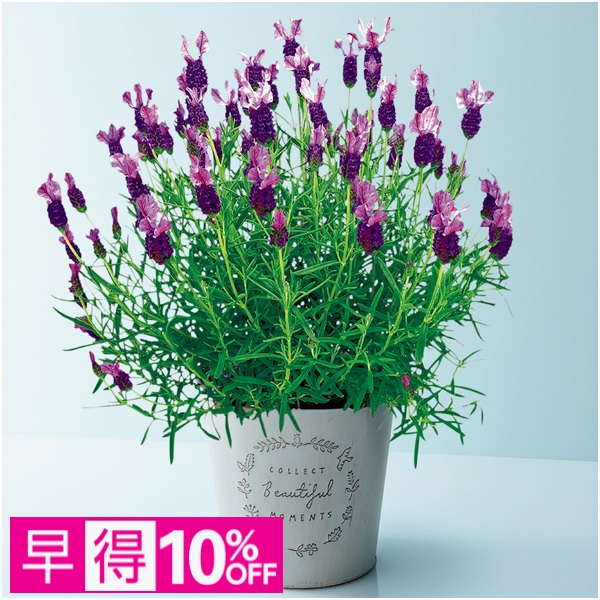 【早得】矢祭園芸 ラベンダー「プリマベーラ」（SUSTEE付）【母の日】 商品サムネイル