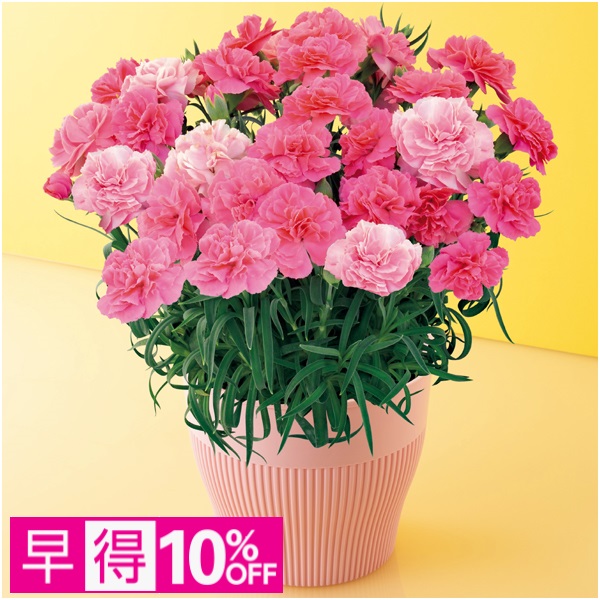 【早得】矢祭園芸 カーネーション「ひなあられ」（SUSTEE付）【母の日】 商品サムネイル