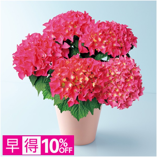 【早得】あじさい「パリジェンヌ」（SUSTEE付）【母の日】 商品サムネイル