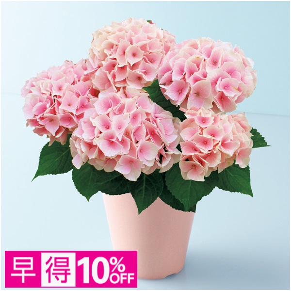 【早得】宮崎園芸 あじさい「コットンキャンディ」（SUSTEE付）【母の日】 商品サムネイル