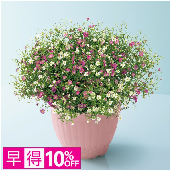 【早得】花の海 かすみ草「ジプシー」ホワイト＆ローズ（SUSTEE付）【母の日】 商品サムネイル