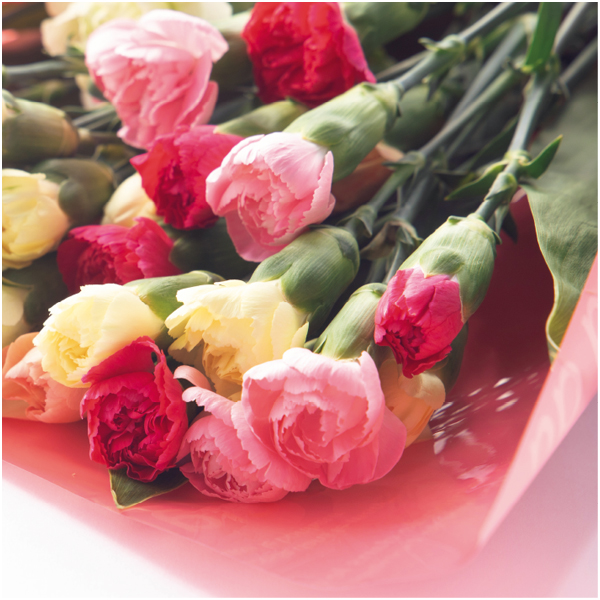 【早得】竹中庭園緑化 彩りカーネーションブーケ【母の日】 商品画像(1)