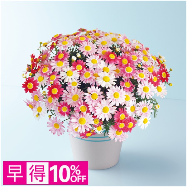 【早得】タカハシプランテーション マーガレット「ストロベリーホイップ」（SUSTEE付）【母の日】 商品サムネイル