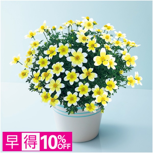 【早得】タカハシプランテーション ビデンス「レモンシロップ」（SUSTEE付）【母の日】 商品サムネイル