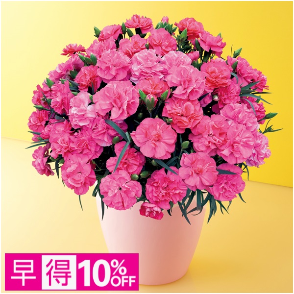 【早得】タカハシプランテーション カーネーション「ピーチキャンドル」（SUSTEE付）【母の日】 商品サムネイル