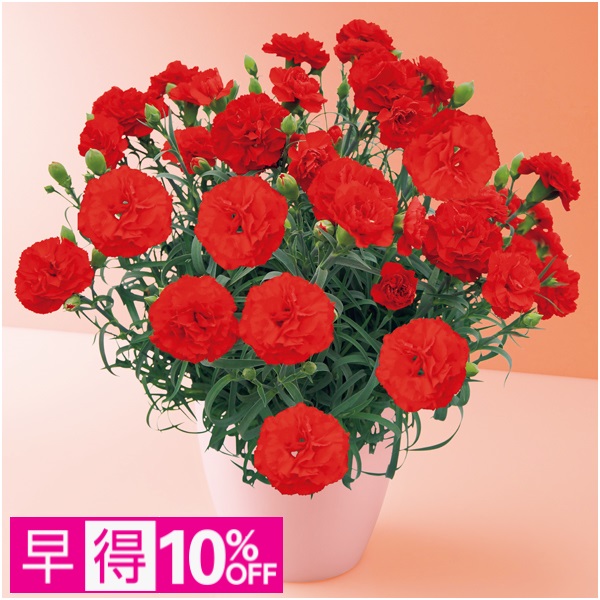 【早得】タカハシプランテーション カーネーション「カンタービレ」（SUSTEE付）【母の日】 商品サムネイル