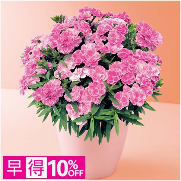 【早得】タカハシプランテーション カーネーション「スイーツ・ライラック」（SUSTEE付）【母の日】 商品サムネイル