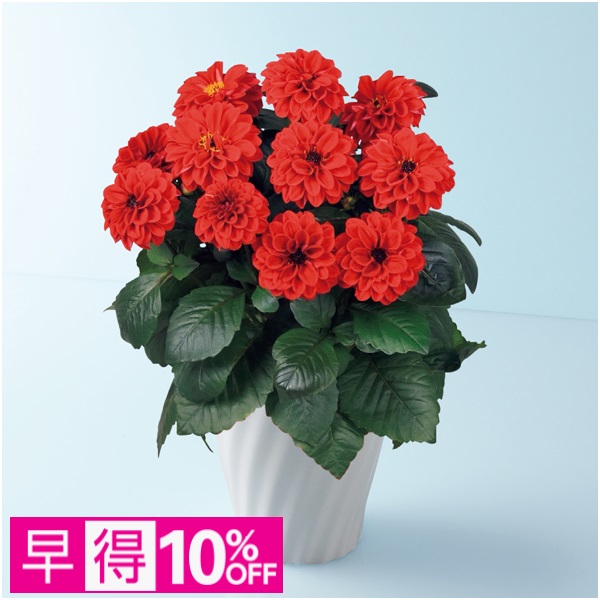 【早得】タカハシプランテーション 大輪銅葉ダリア「テンプテーション」レッド（SUSTEE付）【母の日】 商品サムネイル