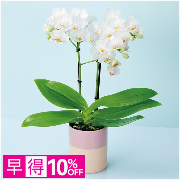 【早得】椎名洋ラン園 ミディ胡蝶蘭「小雪-koyuki-」2本立（SUSTEE付）【母の日】 商品サムネイル