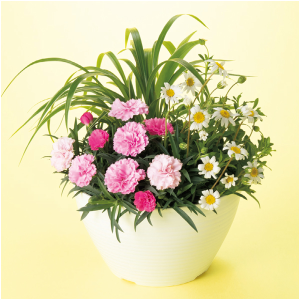 アサミグリーンプランツ カーネーションI LOVE Uの寄せ植え（SUSTEE付）【母の日】 商品サムネイル