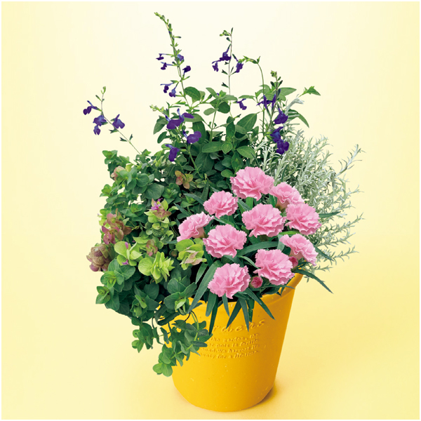 タカハシプランテーション ガーデンカーネーションとハーブの寄せ植え（SUSTEE付）【母の日】 商品サムネイル