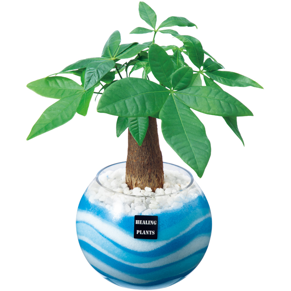阿部園芸 パキラカラーサンド植え 商品サムネイル
